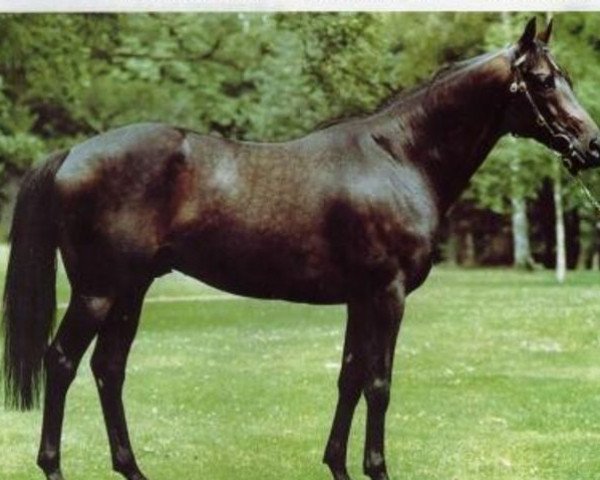 stallion Chato xx (Thoroughbred, 1992, from Local Talent xx)