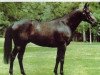 stallion Chato xx (Thoroughbred, 1992, from Local Talent xx)