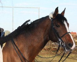 stallion Charmeur 355 (Holsteiner, 2003, from Campbell)