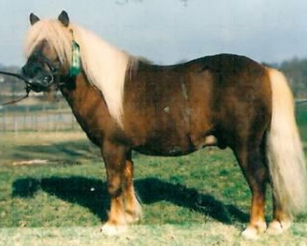 stallion Wim v.d. Geest (Shetland Pony, 1988, from Woodhall Bart)
