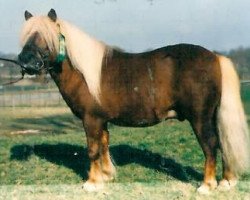 stallion Wim v.d. Geest (Shetland Pony, 1988, from Woodhall Bart)