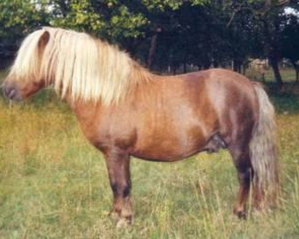 stallion Win Send (Shetland Pony, 2000, from Wim v.d. Geest)