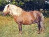 stallion Win Send (Shetland Pony, 2000, from Wim v.d. Geest)