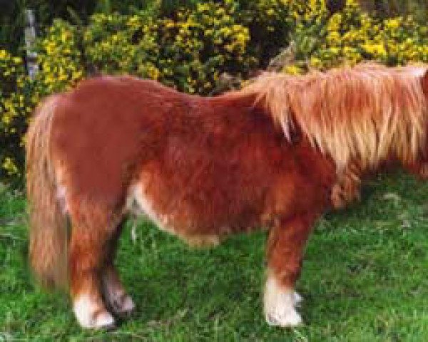 stallion Brackla Flash Harry (Shetland Pony, 1964, from Avening Coronaldo)