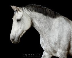 dressage horse Greta Garbo 47 (German Riding Pony, 2005, from Donnerblitz)