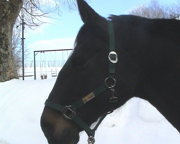 broodmare French Kiss 8 (Oldenburg, 1992, from Firebird)