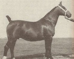 broodmare Anita (Groningen, 1942, from Godin II)