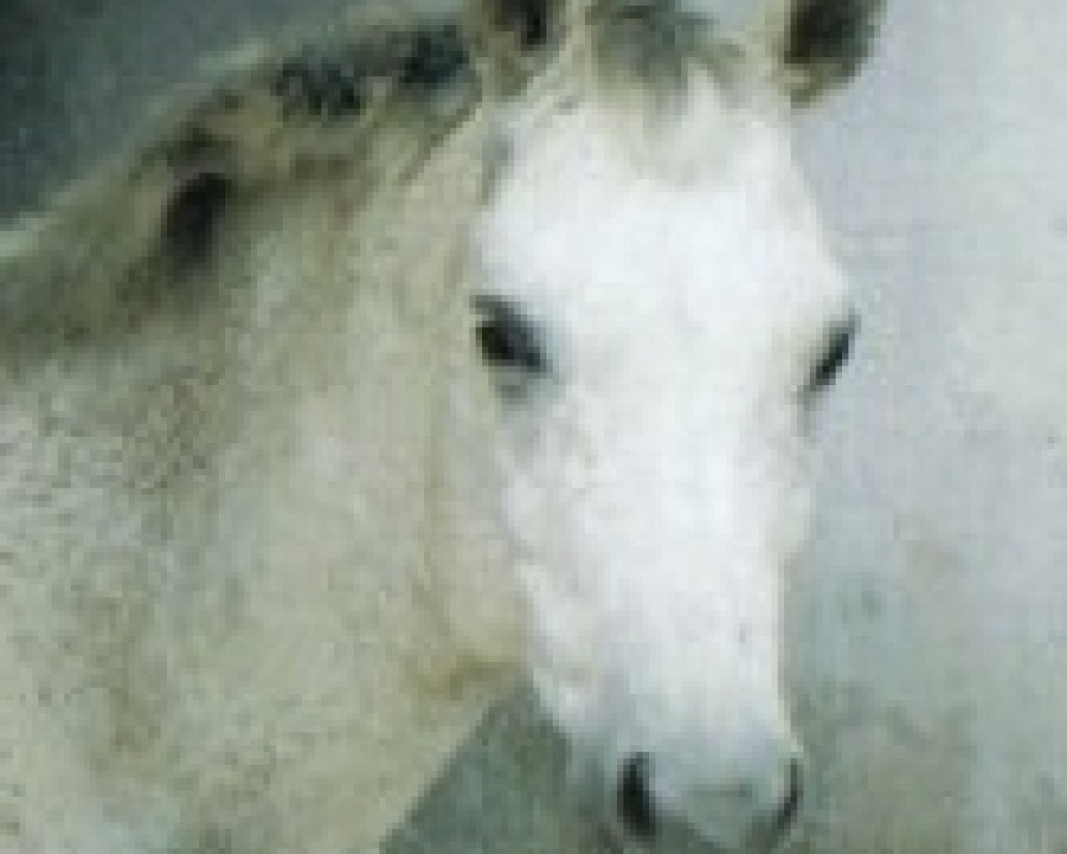 horse Vampir S (Trakehner, 1995, from Beaujolais)