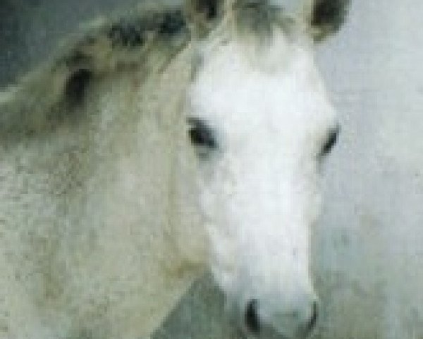 Pferd Vampir S (Trakehner, 1995, von Beaujolais)