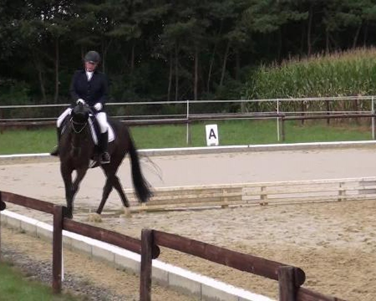 Dressurpferd Ro Chipioso (Westfale, 2006, von Rockford)