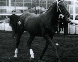 stallion Xebec xx (Thoroughbred, 1947, from Flamingo xx)