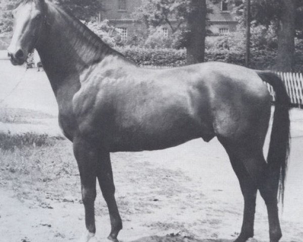 stallion Anklang (Holsteiner, 1958, from Anblick xx)