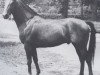 stallion Anklang (Holsteiner, 1958, from Anblick xx)
