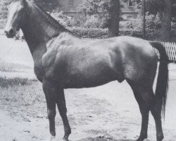 Deckhengst Anklang (Holsteiner, 1958, von Anblick xx)