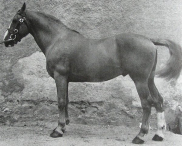 stallion Errigal (Irish Draft Horse, 1953, from Silvermines)