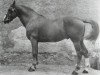 stallion Errigal (Irish Draft Horse, 1953, from Silvermines)