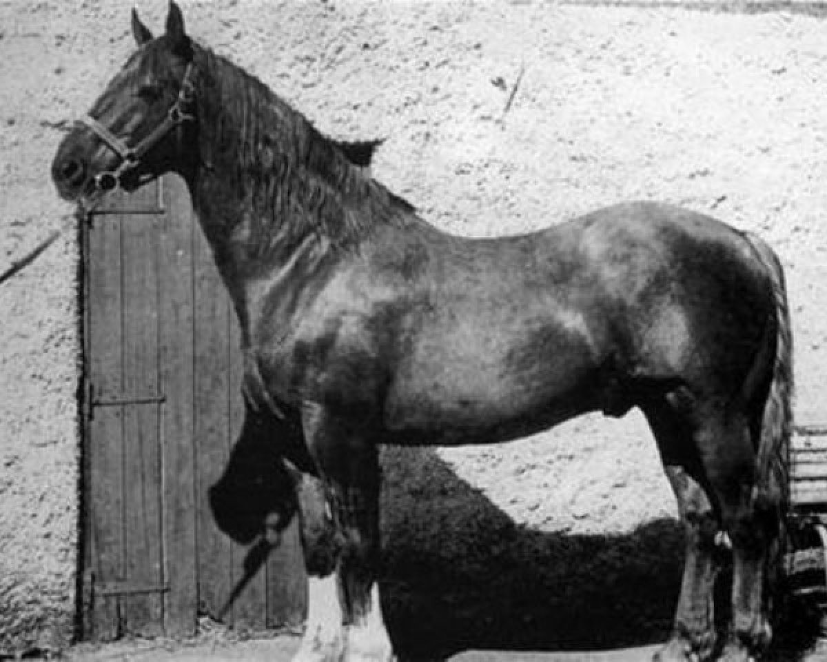 stallion King of Diamonds (Irish Draft Horse, 1962, from Errigal)