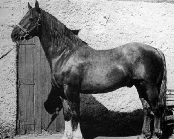 stallion King of Diamonds (Irish Draft Horse, 1962, from Errigal)