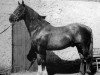 stallion King of Diamonds (Irish Draft Horse, 1962, from Errigal)