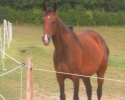 broodmare Keltic Heiress (Irish Sport Horse, 2001, from Fortunus)