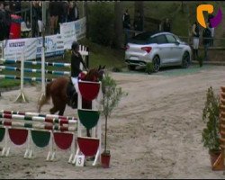 jumper Cupido D (Zweibrücken, 2004, from Cash)