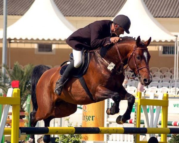 stallion Cesaro (Oldenburg, 2001, from Celano)