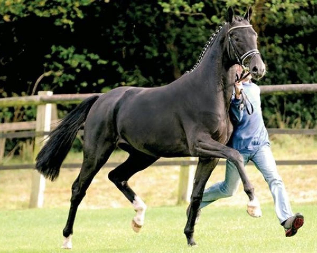 stallion Surprice (Oldenburg, 2007, from Sir Donnerhall I)