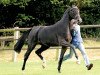 stallion Surprice (Oldenburg, 2007, from Sir Donnerhall I)