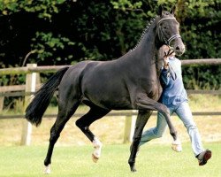 stallion Surprice (Oldenburg, 2007, from Sir Donnerhall I)