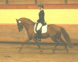 stallion Parino B (German Riding Pony, 1990, from Power Boy)