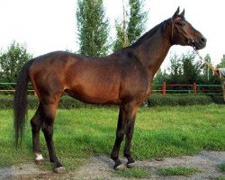 Deckhengst Orech (Russisch Trakehner, 1986, von Hockey 41)