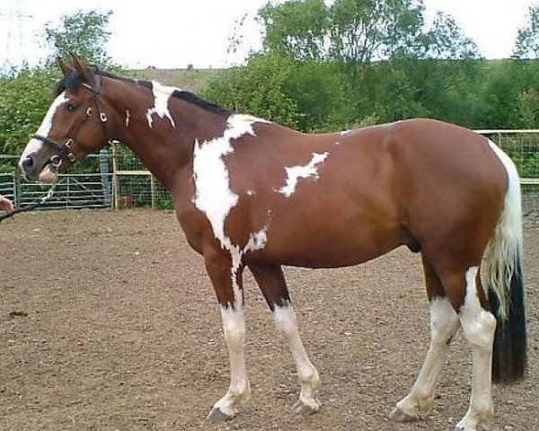 Pferd Canyon van Erpekom (Belgisches Warmblut, 2002, von Varthago van Het Kiezelhof)