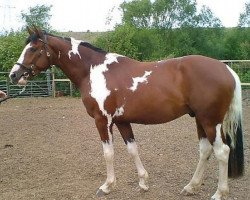 horse Canyon van Erpekom (Belgian Warmblood, 2002, from Varthago van Het Kiezelhof)