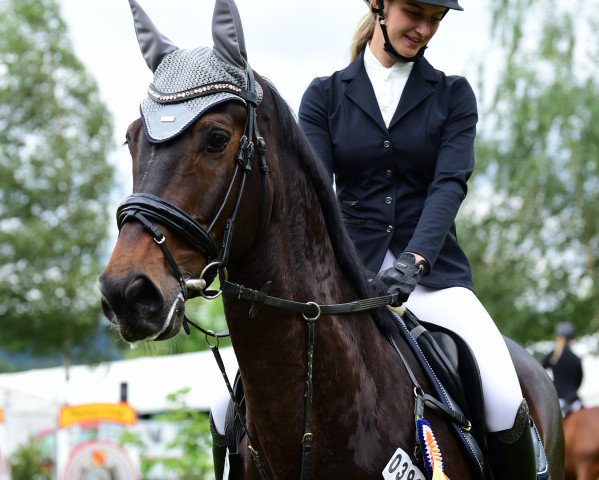 jumper Moritz 2880 (Zangersheide riding horse, 2012, from Montreal)