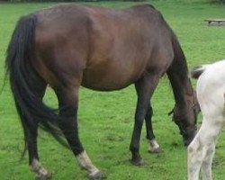 Zuchtstute Cissy van Erpekom (Belgisches Warmblut, 2002, von Nicardo van het Sonnishof)