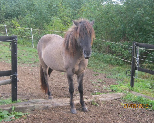 horse Svaki (Iceland Horse, 2007, from Skuggi vom HägarHof)