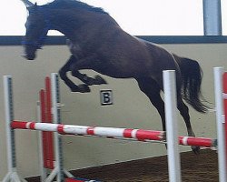 broodmare Wally (KWPN (Royal Dutch Sporthorse), 2003, from Emilion)