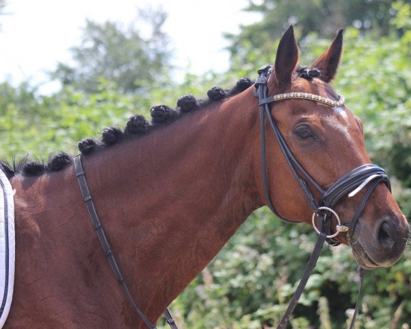 jumper Lord Lumpi (German Sport Horse, 2010, from Lafitte)