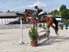 jumper Lord Lumpi (German Sport Horse, 2010, from Lafitte)