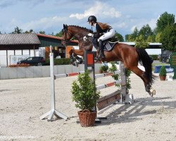 jumper Lord Lumpi (German Sport Horse, 2010, from Lafitte)