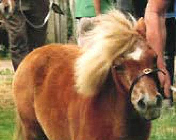 broodmare Chelone of Shergold (Shetland pony (under 87 cm), 1965, from Kirkbride Golden Boy)