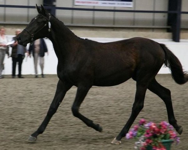 Pferd Linali Davinci Star (Anglo Europäisches Sportpferd, 2010, von Davinci van Erpekom Z)