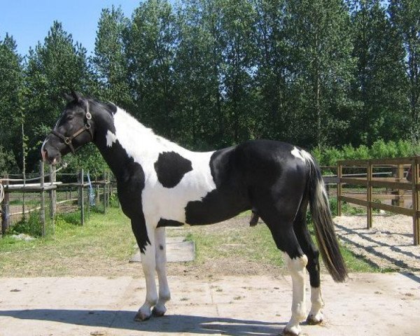 stallion Davinci van Erpekom Z (Zangersheide riding horse, 2005, from Darco)