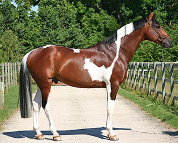 stallion Utah van Erpekom (Belgian Warmblood, 1997, from Landetto)