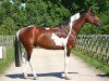stallion Utah van Erpekom (Belgian Warmblood, 1997, from Landetto)