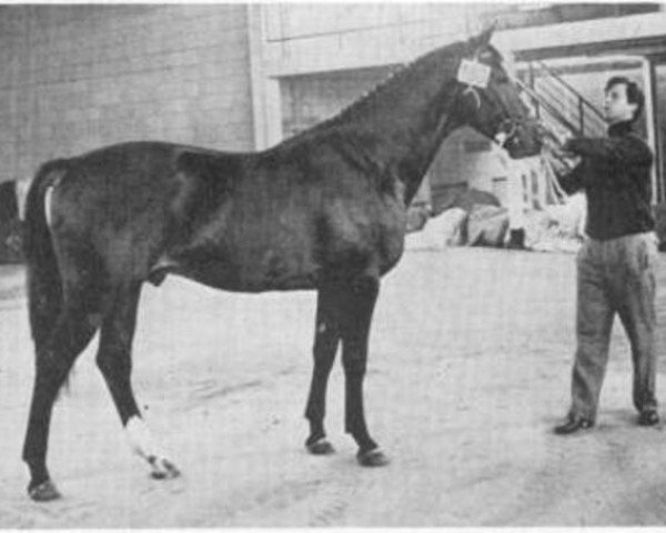 stallion Legaat (Royal Warmblood Studbook of the Netherlands (KWPN), 1970, from Marco Polo)