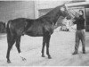 stallion Legaat (Dutch Warmblood, 1970, from Marco Polo)