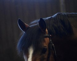 stallion Heitholms Cyrill (German Riding Pony, 2016, from FS Champion de Luxe)