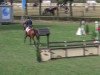 Springpferd Buberta V.d.k. (KWPN (Niederländisches Warmblut), 2006, von Acodetto I)