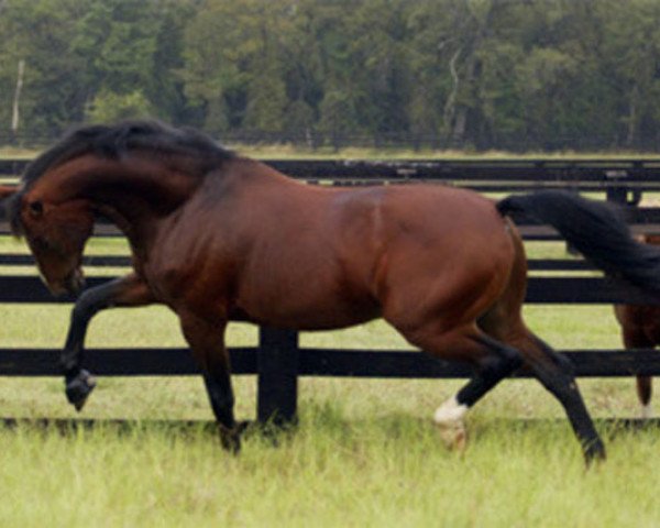 stallion Calimero (Dutch Warmblood, 1984, from Legaat)